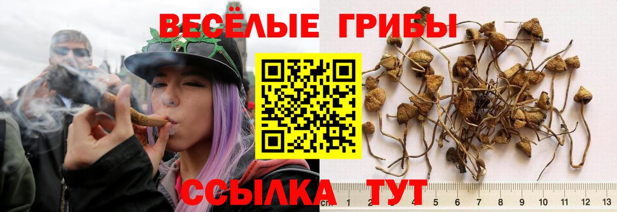 Галлюциногенные грибы мухоморы Тимашёвск